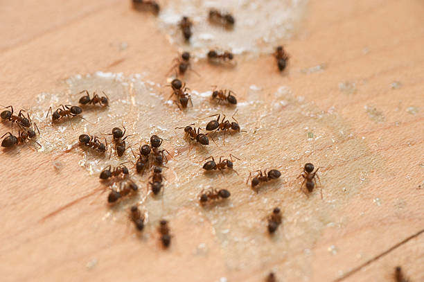 Best Commercial Pest Control Services  in Bullard, TX