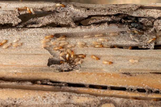 Flea Control Services in Bullard, TX